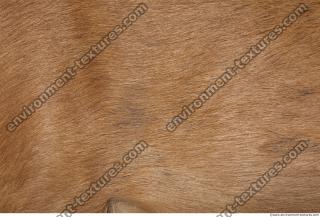 animal skin doe fur 0003